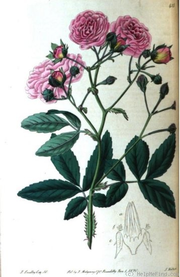 'R. multiflora carnea' rose photo