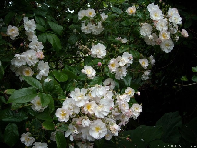 'Brenda Colvin' rose photo