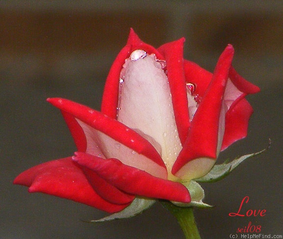 'Love (grandiflora, Warriner, 1977)' rose photo