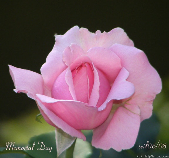 'Memorial Day ™' rose photo