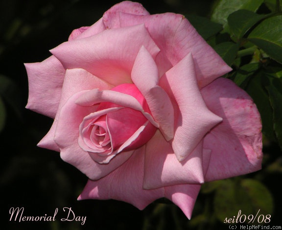 'Memorial Day ™' rose photo