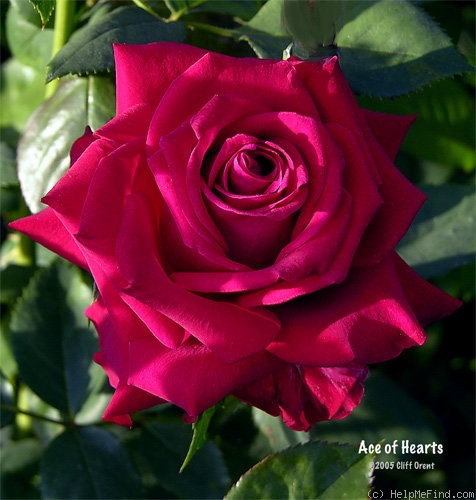 'Ace of Hearts (Hybrid Tea, Kordes,1981)' rose photo