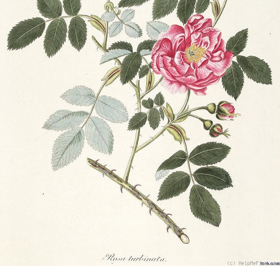 '<i>Rosa x turbinata</i> Aiton' rose photo