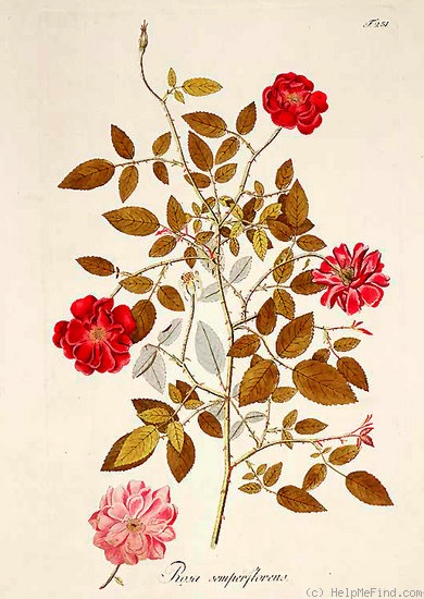 '<i>Rosa chinensis</i> var. <i>semperflorens</i> (Curtis) Koehne' rose photo