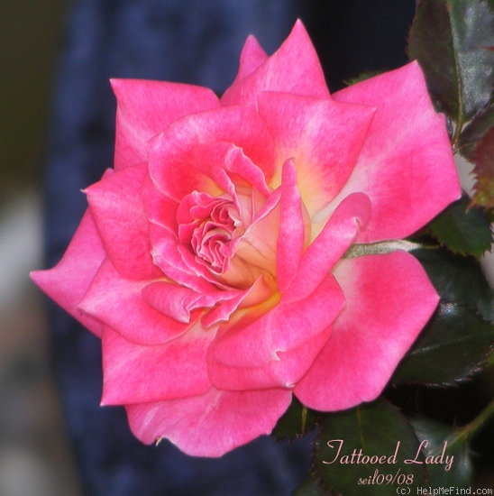 'Tattooed Lady' rose photo