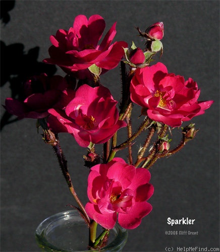 'Sparkler (polyantha, De Ruiter, 1929)' rose photo