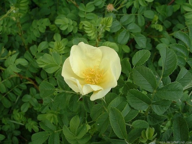 'Rosa rugosa X Rosa xanthina' rose photo
