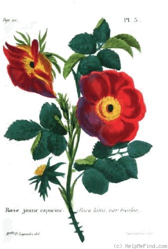 '<i>Rosa lutea</i> var. <i>bicolor</i> Sims synonym' rose photo