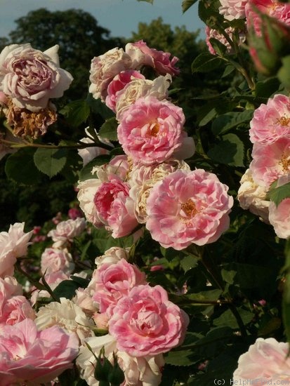 'Bourbon Queen' rose photo