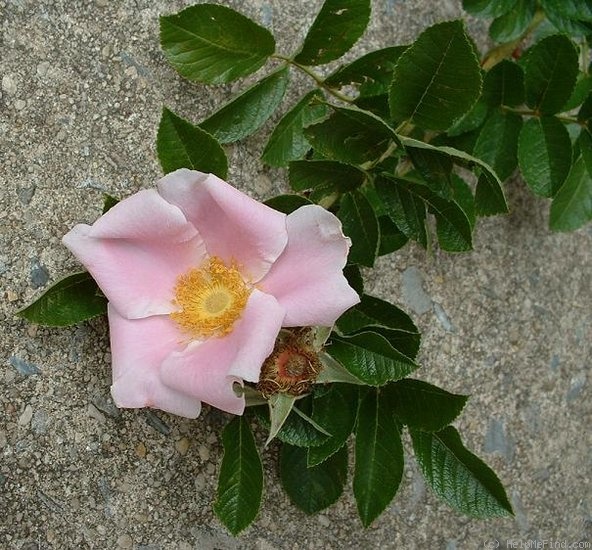 'Rosa bracteata X (rugosa x palustris)' rose photo
