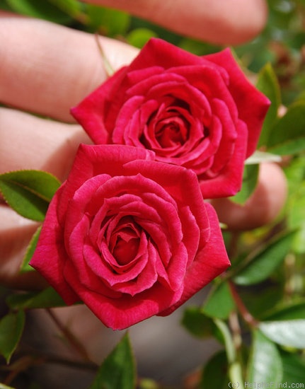 '174-02-17' rose photo