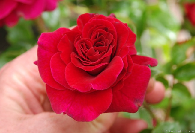 '37-04-03' rose photo