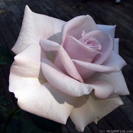 'Stainless Steel ™' rose photo