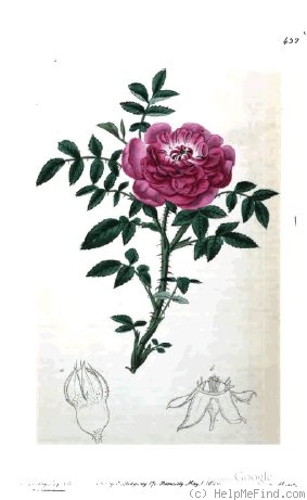 'R. parvifolia' rose photo