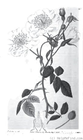 '<I>Rosa sempervirens</I> L.' rose photo