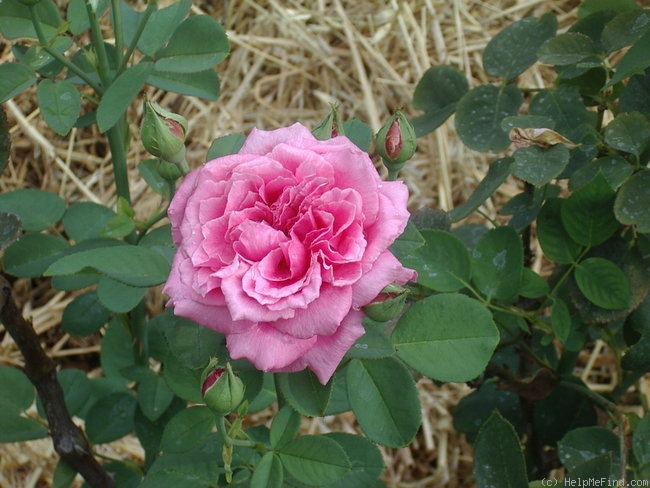 'Mrs. Bryce Allan (Hybrid Tea, Dickson,1916)' rose photo