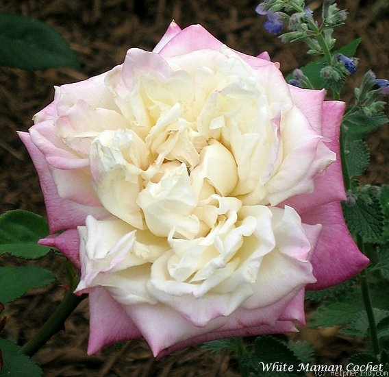 'White Maman Cochet' rose photo