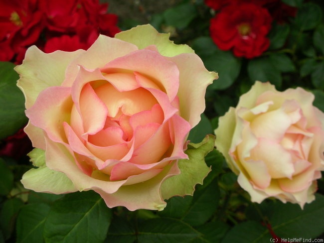 'Jalitah' rose photo