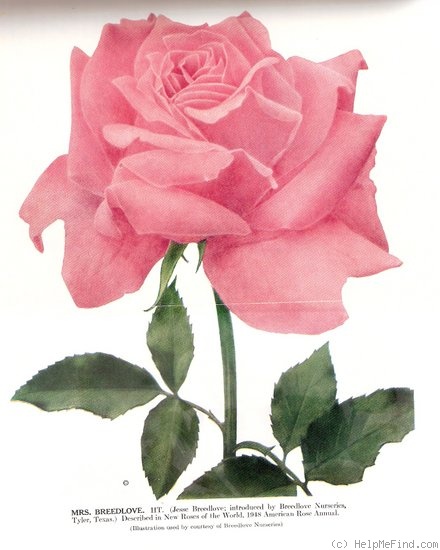 'Mrs. Breedlove' rose photo