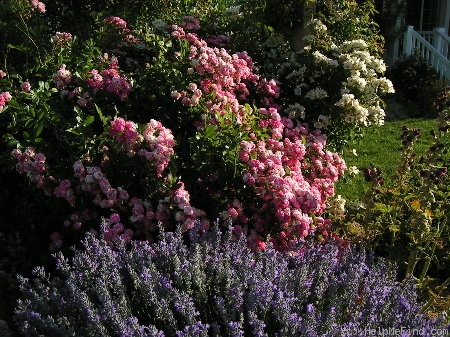 'Martha's Vineyard' rose photo