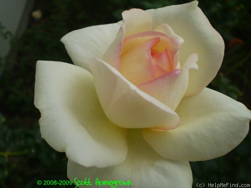 'Classic Woman ™' rose photo