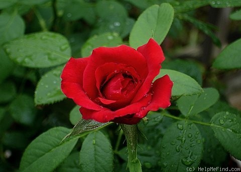 'Olympiad (hybrid tea, Pernet-Ducher, 1931)' rose photo