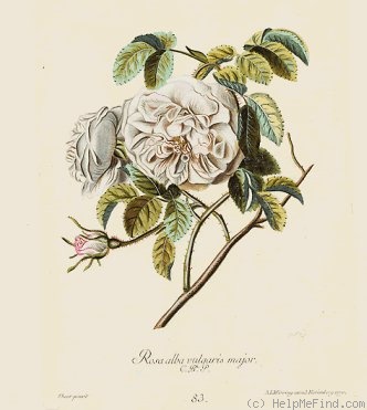 '<i>Rosa alba vulgaris major</i>' rose photo