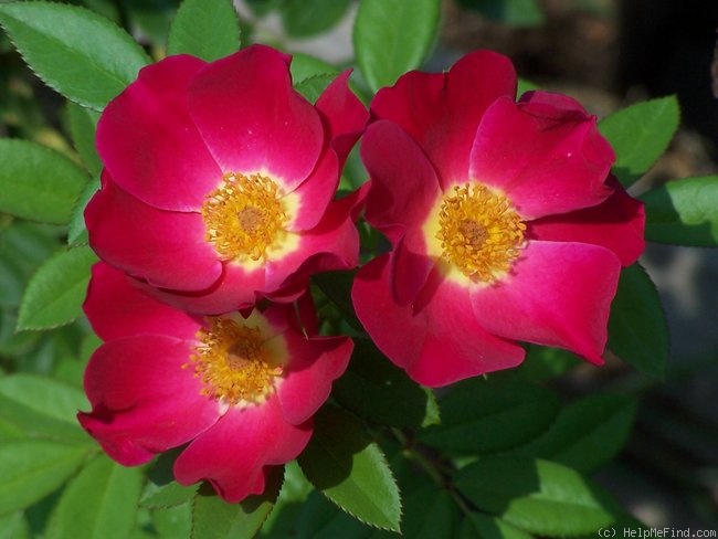 'Gina's Rose™ (Shrub, Moore, 2006)' rose photo
