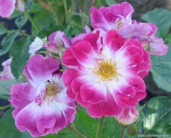 'Greetings ™ (shrub, Zary, 1997)' rose photo