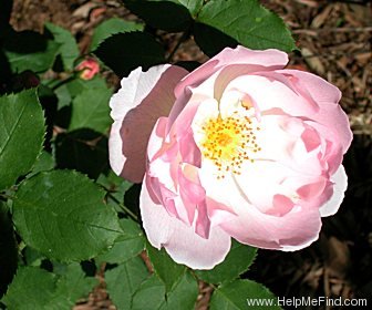'Shropshire Lass' rose photo