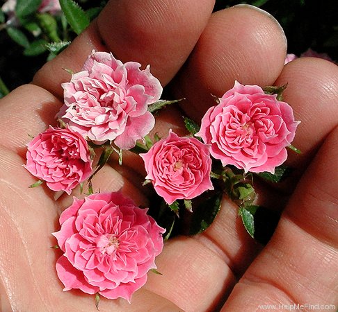 'Little Pinkie' rose photo