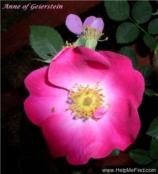 'Anne of Geierstein' rose photo