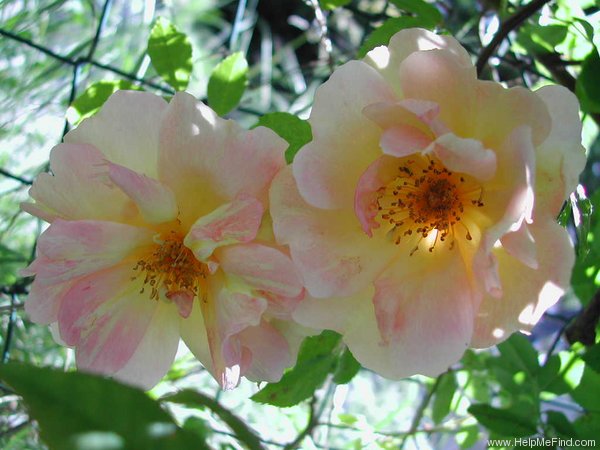 'Fortune's Double Yellow' rose photo