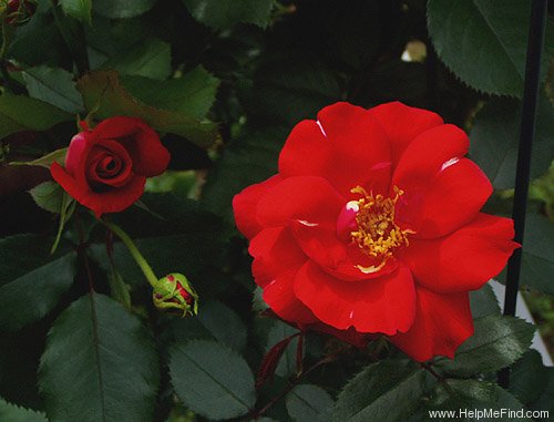 'Paprika ™ (climber, Meilland, 1997)' rose photo