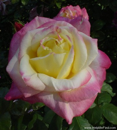 'KEIbian' rose photo
