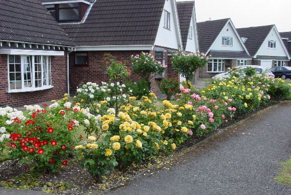 'Pat Hardy's Garden'  photo