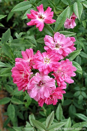 'Magic Wand' rose photo