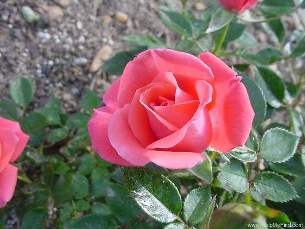 'Autumn Dawn' rose photo