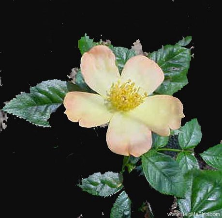 'Baby Girl ™ (floribunda, Clements 2001)' rose photo