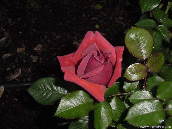 'Cancun ™ (hybrid tea, Carruth, 2000)' rose photo