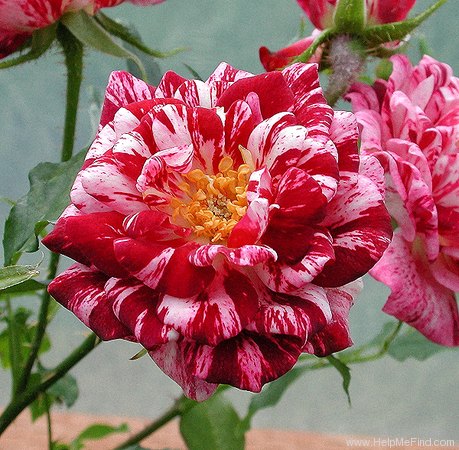 'Secret Recipe' rose photo