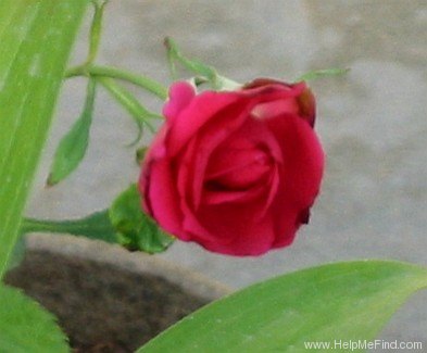 'Étoile de Hollande, Cl.' rose photo