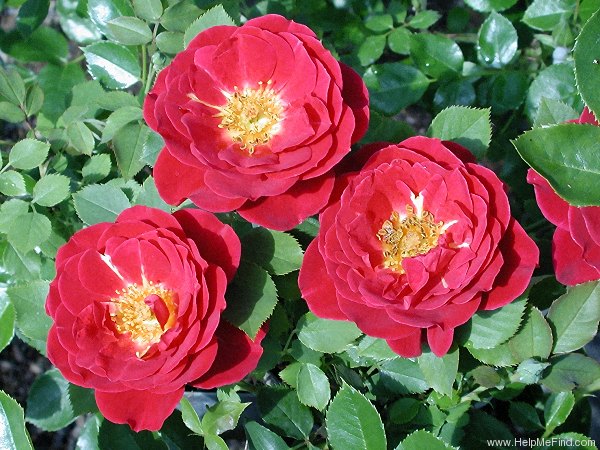 'Sequoia Ruby' rose photo