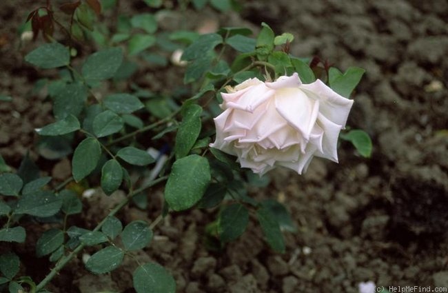'British Queen' rose photo