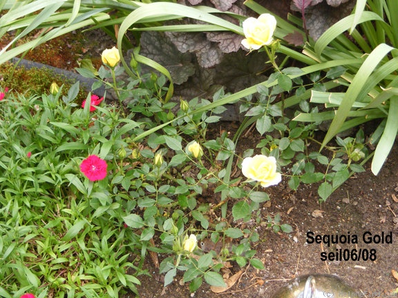 'Sequoia Gold ™' rose photo