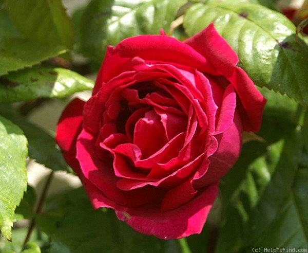 'Ards Rover' rose photo