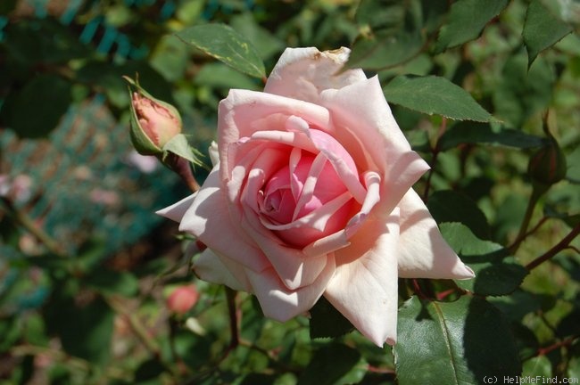 'Madame Abel Chatenay' rose photo