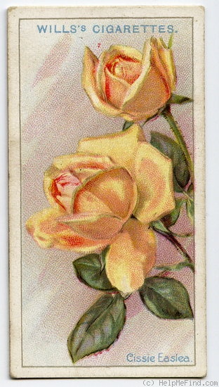 'Cissie Easlea' rose photo