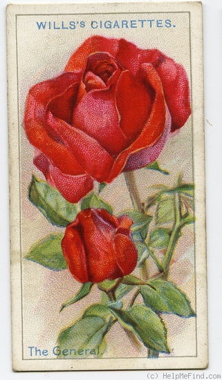 'The General' rose photo