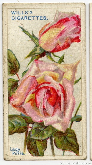 'Lady Pirrie' rose photo